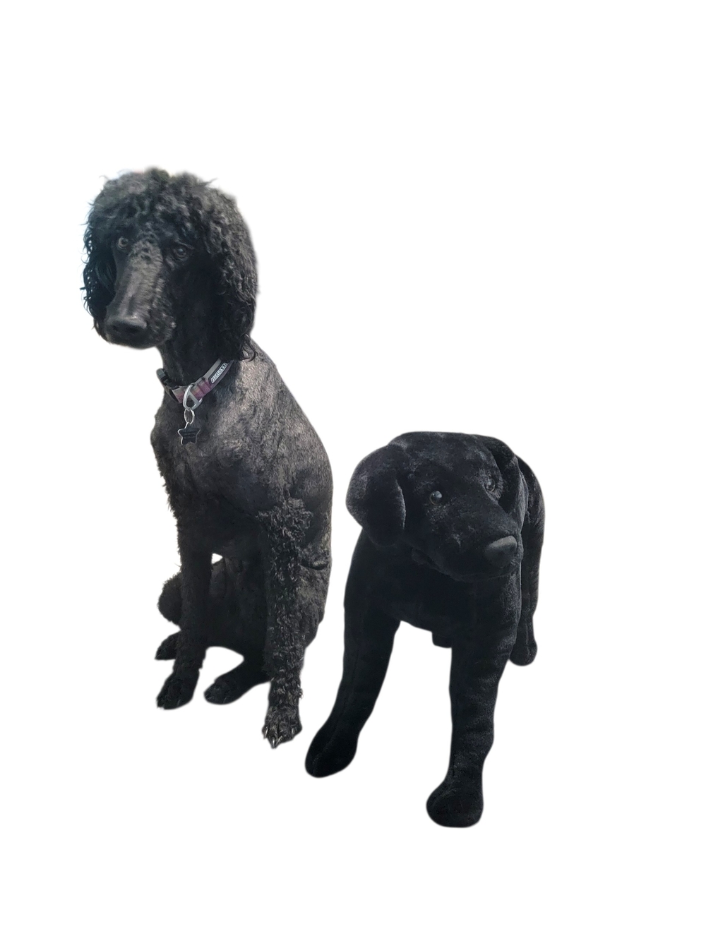 Black Plush Dog Toy - Soft Pet Plushie - Picture 2 of 15